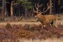 34 Hoge Veluwe, edelhert